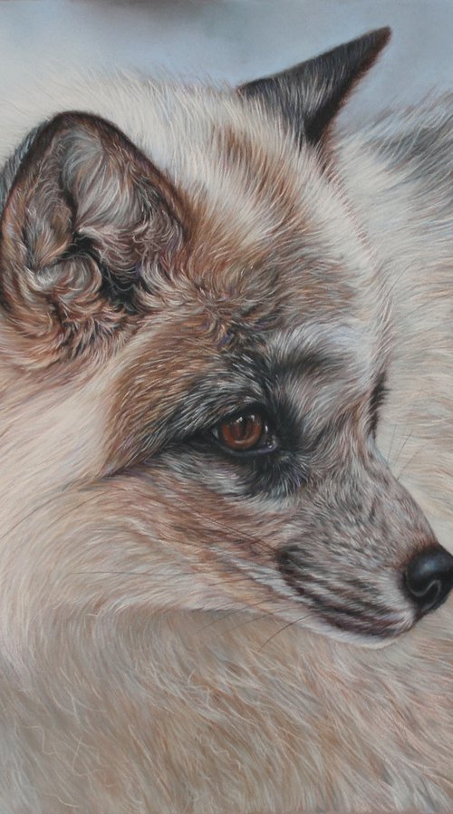 Arctic fox portrait by Tatjana Bril