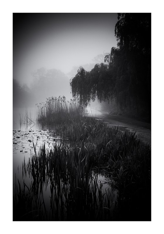 Willow Path