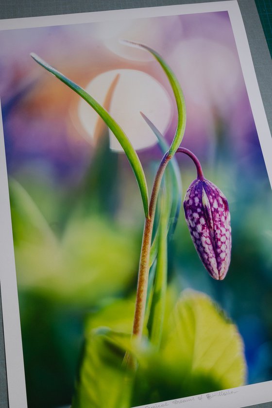 Tropical Dreams of Fritillaria