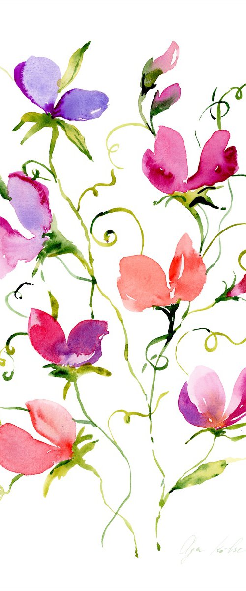 Sweet Pea watercolor by Olga Koelsch