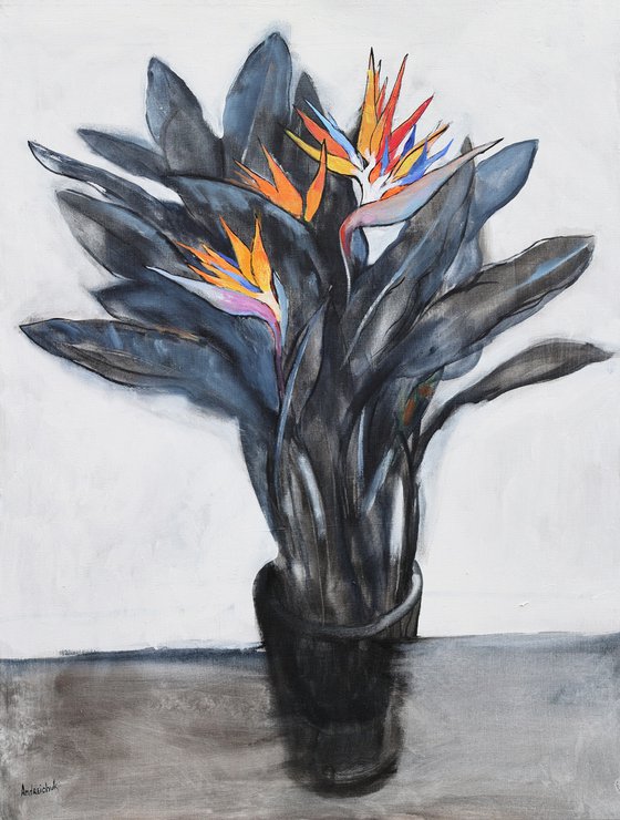 Strelitzia (bird of paradise)