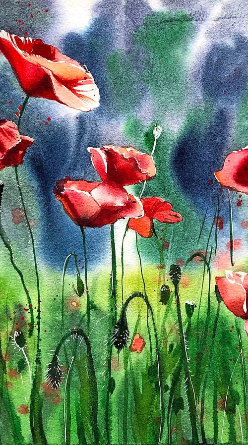 Poppies from Belmont-sur-Morges by Ksenia Astakhova