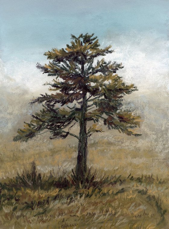 Lonely Fir original soft pastel drawing