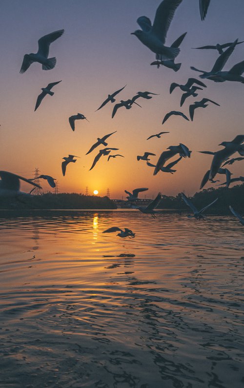 Seagull migration in Yamuna Ghat River by EMILIEN ETIENNE