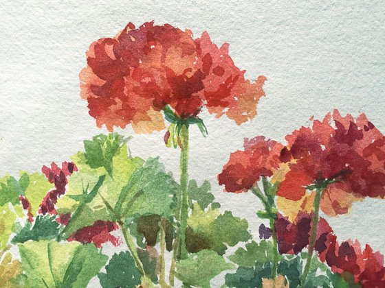 Geraniums