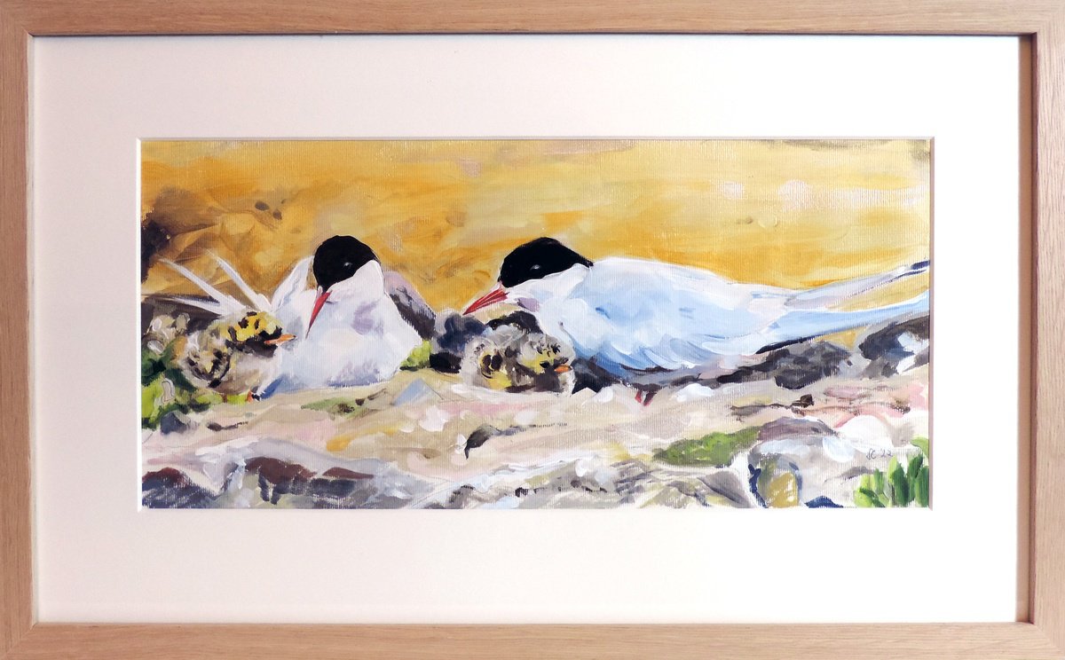 Arctic Tern Family (Framed) by Sheila Chapman