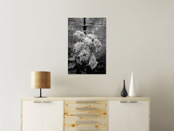 Indian chrysanthemum