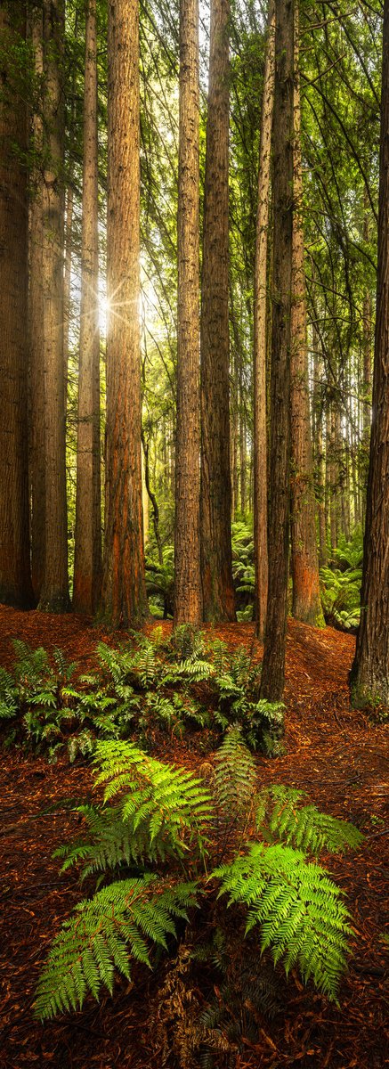 Photorealistic Landscape Photograph By Nick Psomiadis, 24 X 64", Quite Majesty, Original Artwork