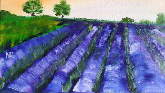 Smell of lavender
