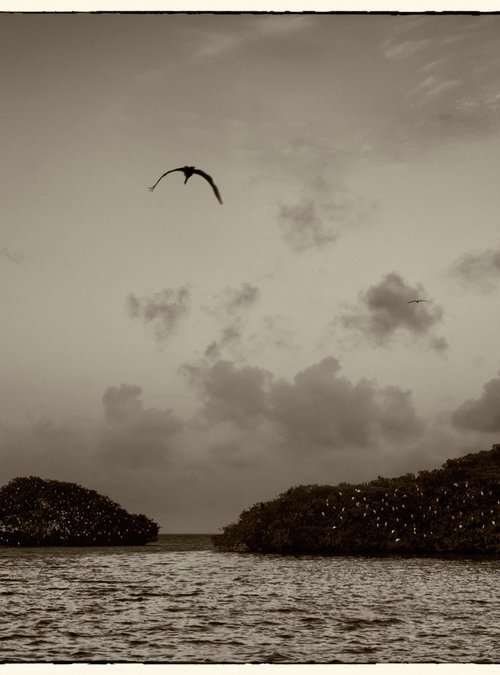 birds over water by Daniel Fontaine