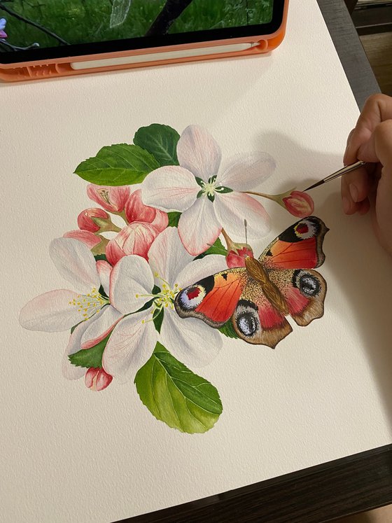 Apple blossom and butterfly