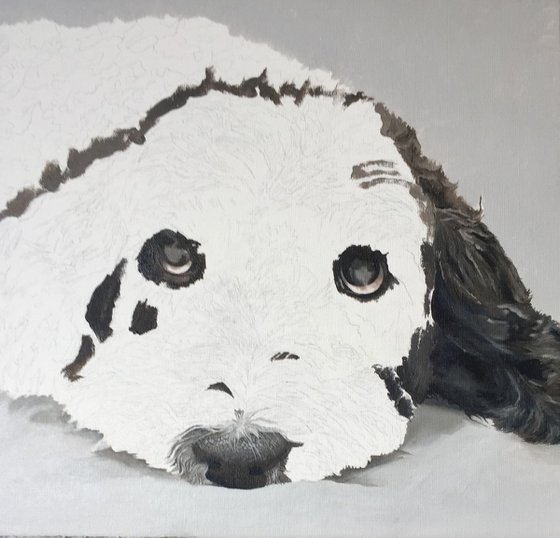 Cockapoo Dog Portrait 02