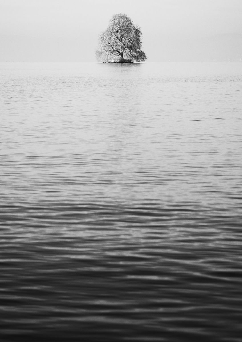 Tree in Lac Leman, Villeneuve, Switzerland, Study II [Framed; also available unframed] by Charles Brabin