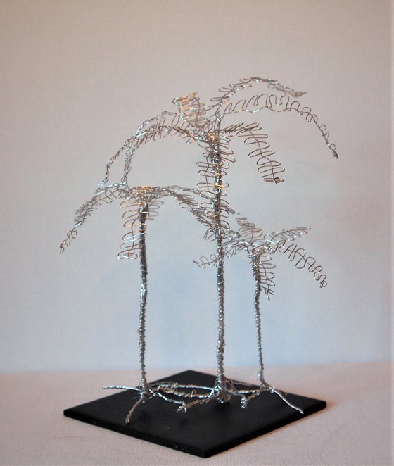 Silver tree, 3 Palm's