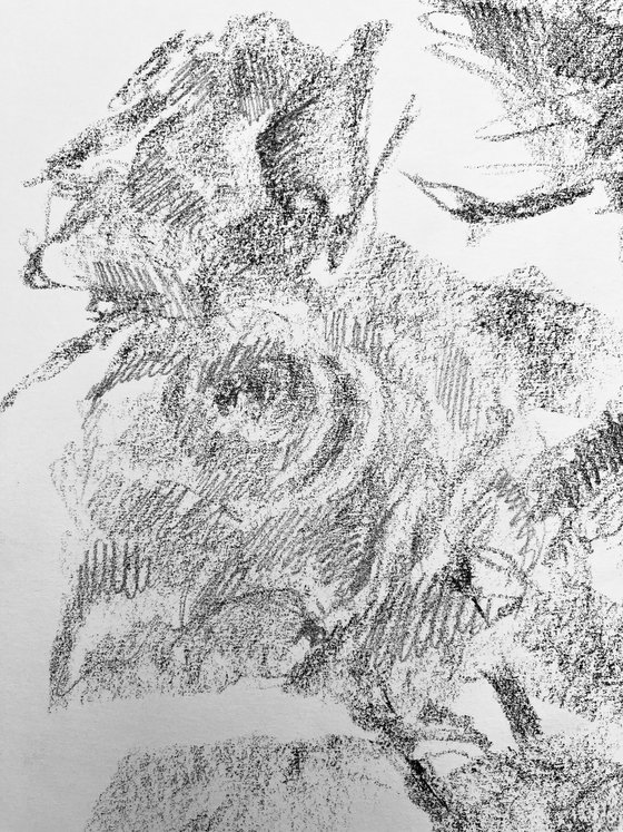 Roses #14. Original charcoal drawing