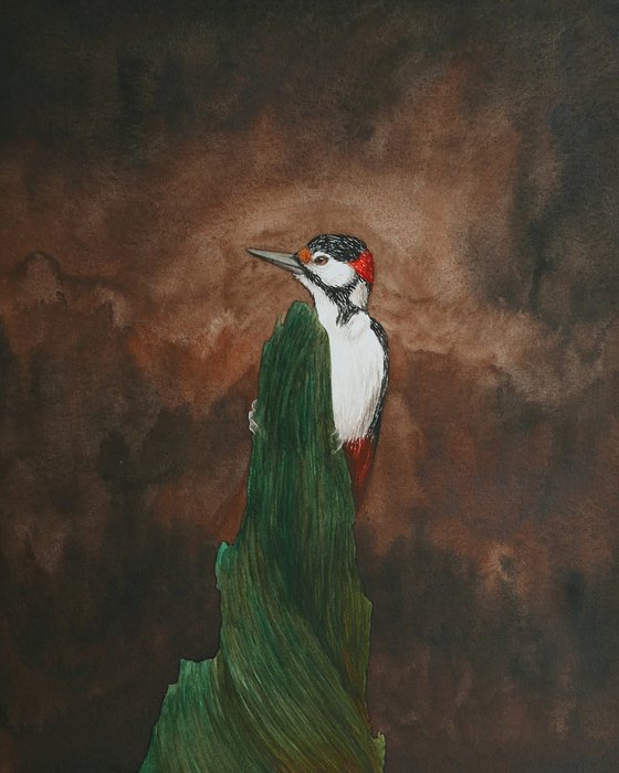 Woodpecker in the dark forest