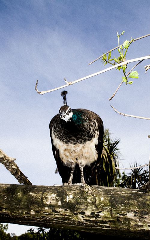 Peacock by Salvatore Matarazzo