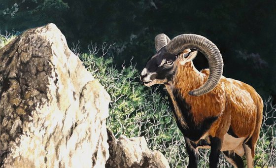 Wild Pyrénéan Sheep