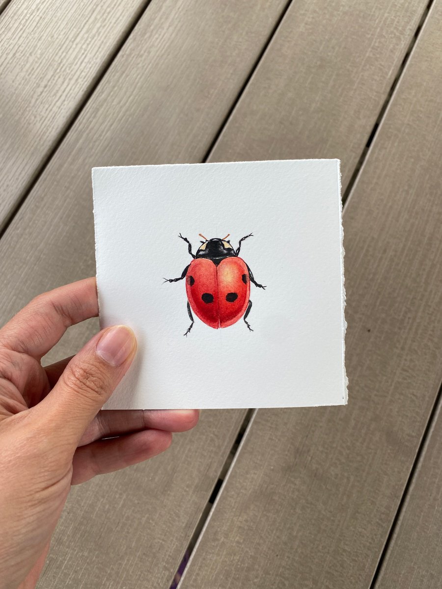 Ladybug by Tina Shyfruk