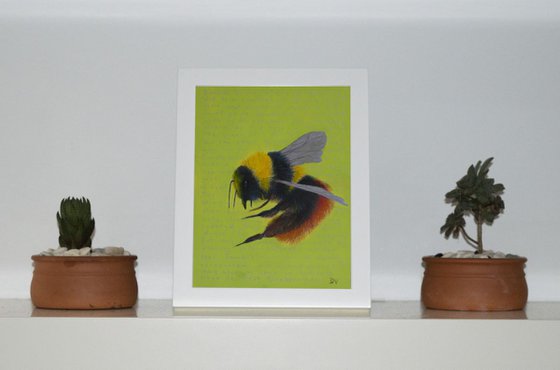 Blaeberry Bumblebee - Bombus Monticola