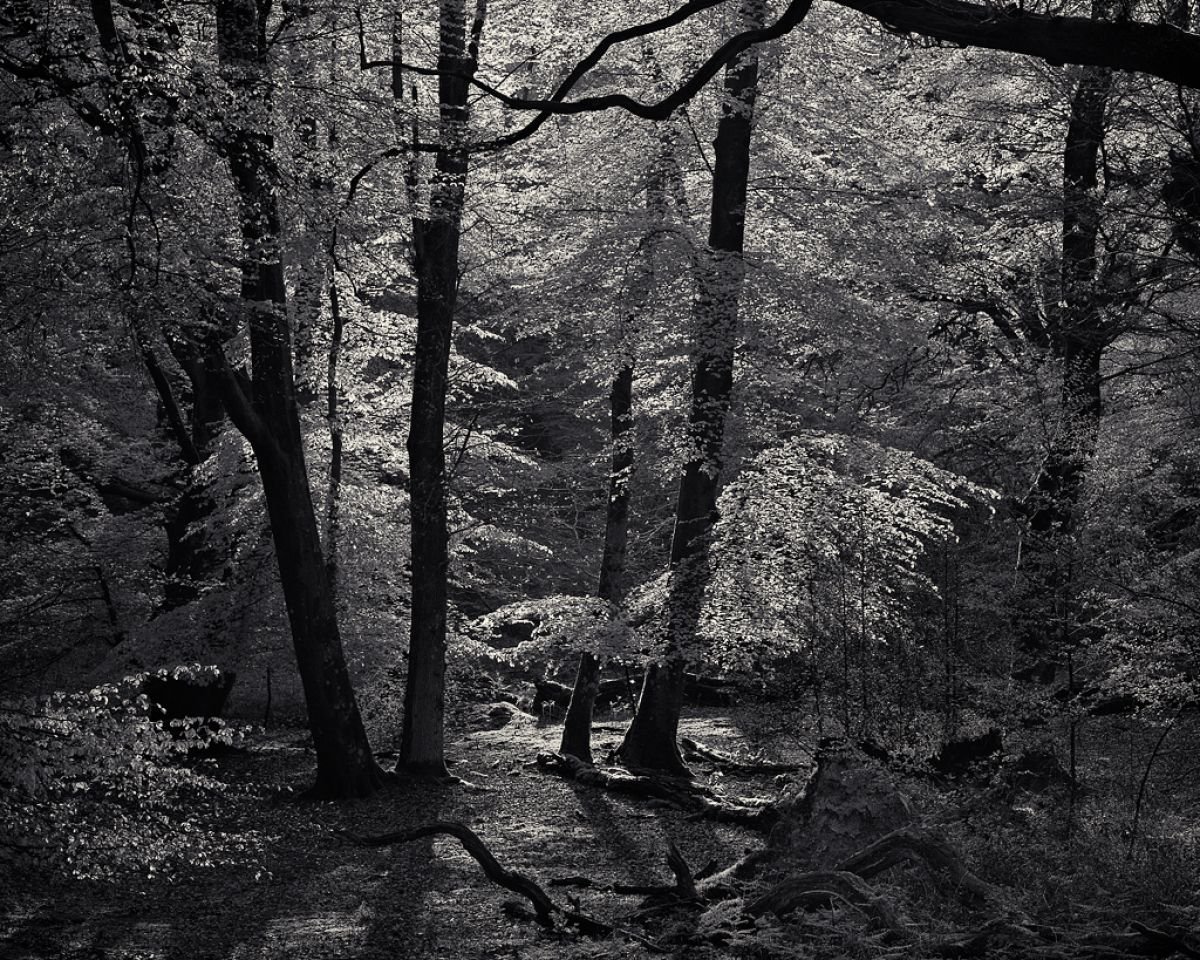 Shimmer Forest by Baxter Bradford