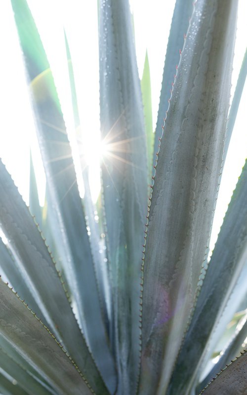 Agave Farming by Robert Houser