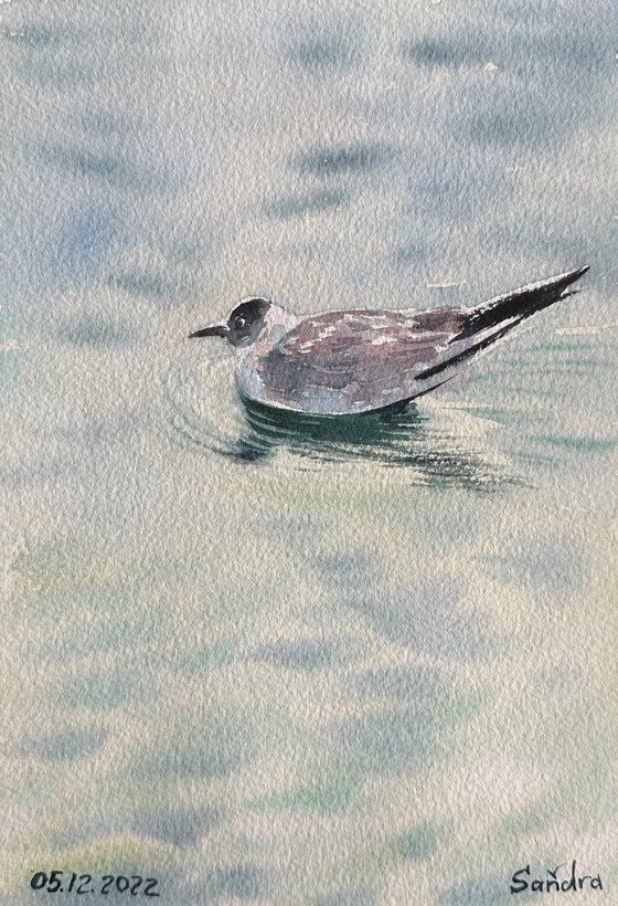 Seagull and the Sound of Water