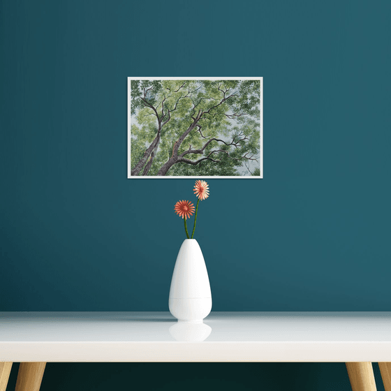 Sycamores Tree Canopy