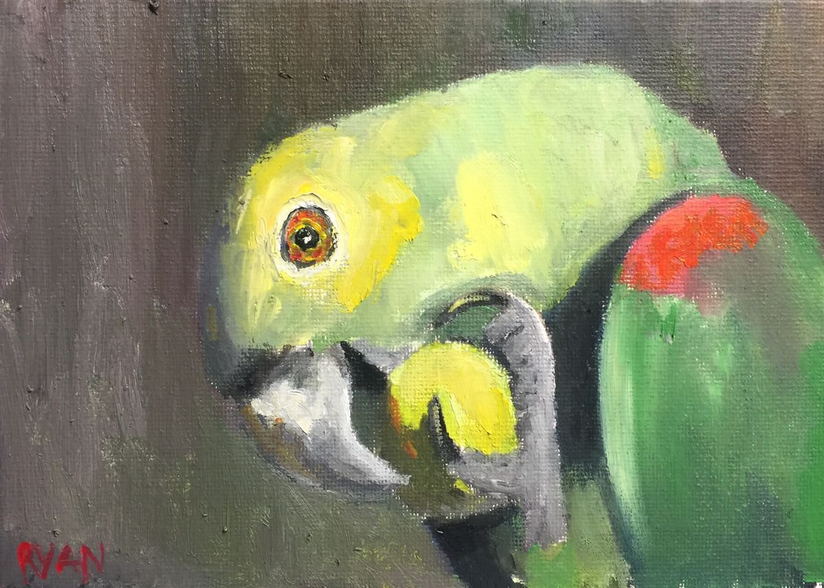Bird Painting Parrot Picture Amazon Parrot - Oil On Canvas Board by Ryan Louder