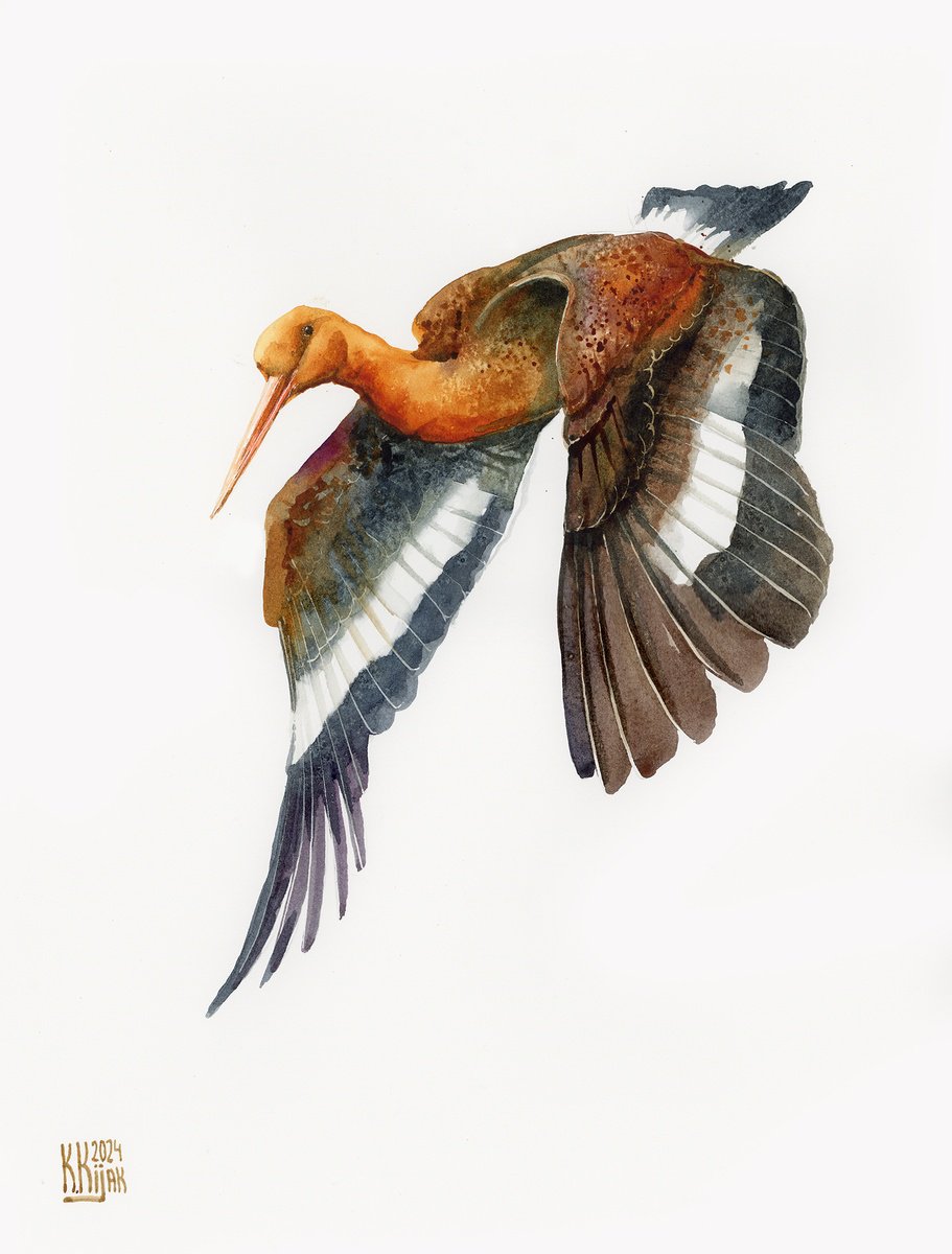 Black-tailed godwit by Karolina Kijak