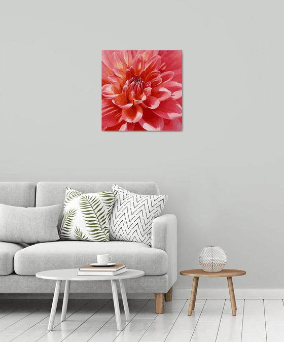 Radiant Bloom. Red Dahlia