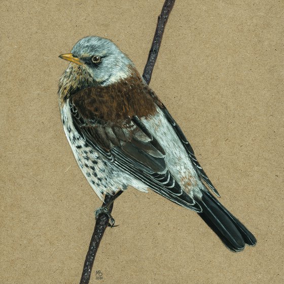 Original acryl gouache painting bird "Fieldfare"