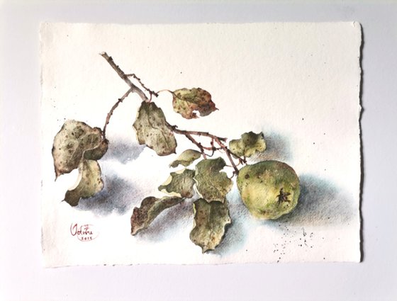 Branche de coing, 1