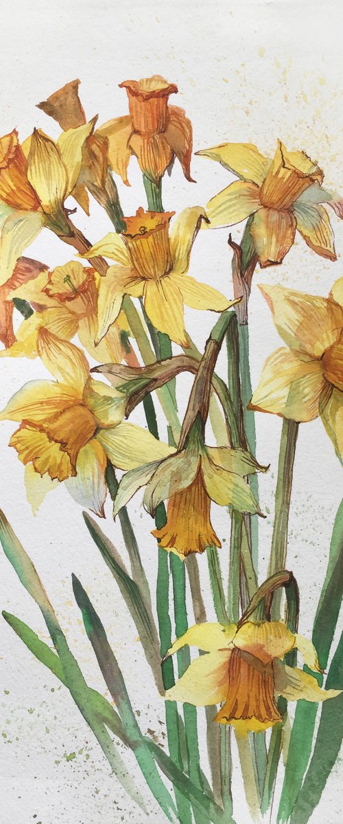 Daffodils. Spring flowers. Botanical painting. by Natalia Veyner