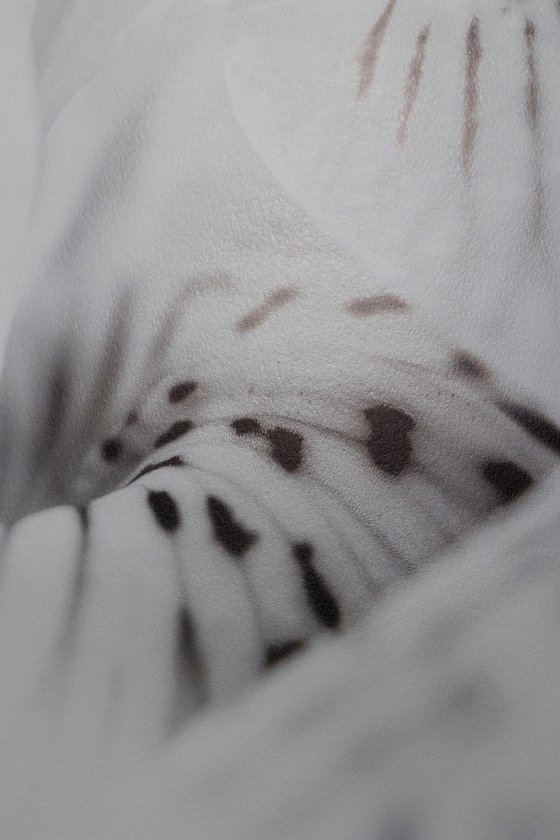 Where the Spring Born