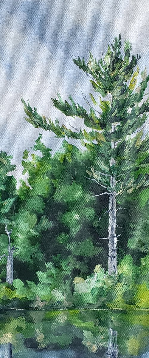 "Old Growth" - Landscape - Trees by Katrina Case