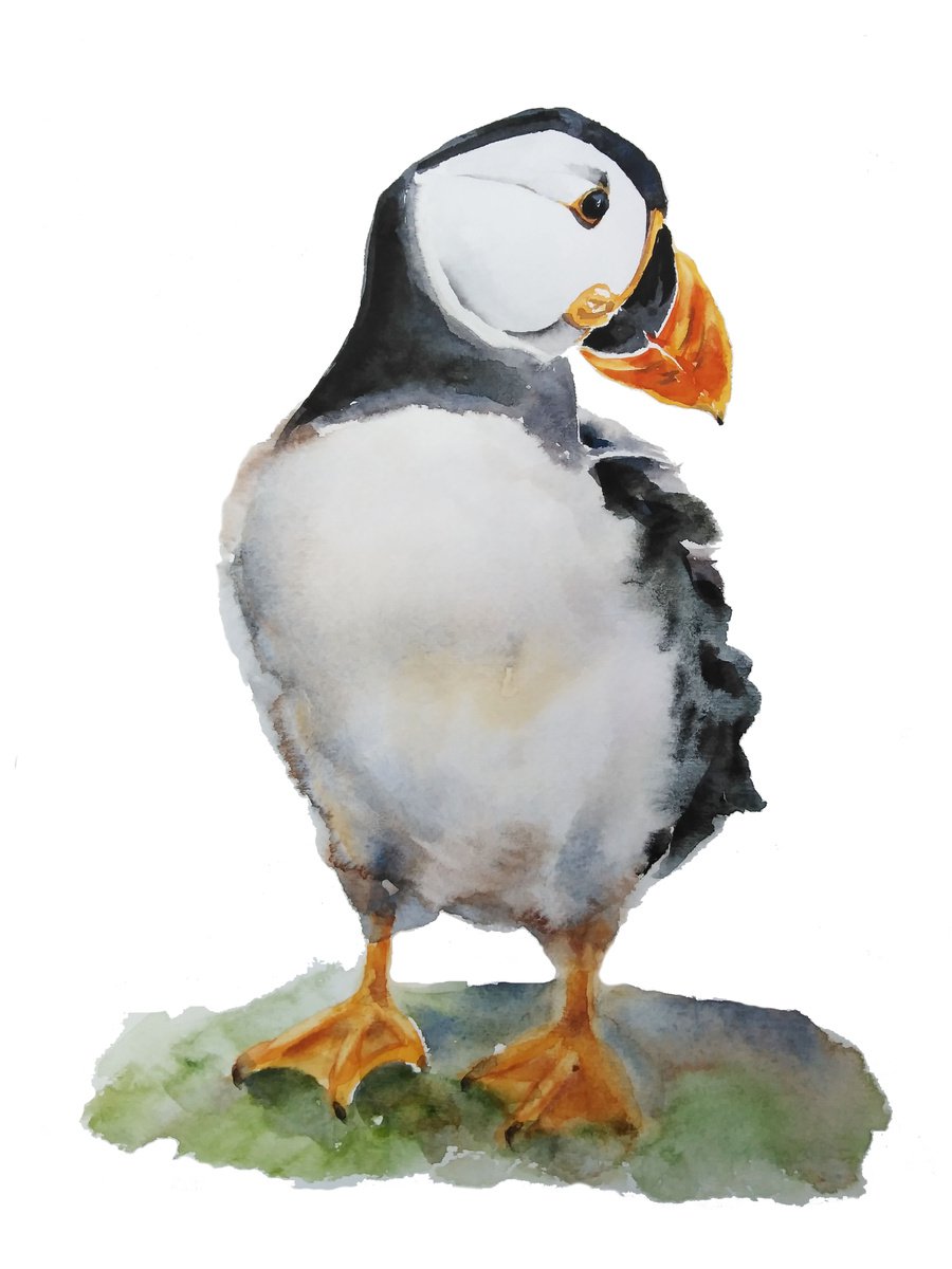 Puffin bird artwork, watercolor illustration by Tanya Amos