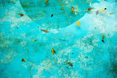 Leaves in blue pool by James Gritz