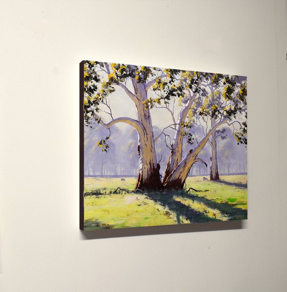 Australian Eucalyptus trees