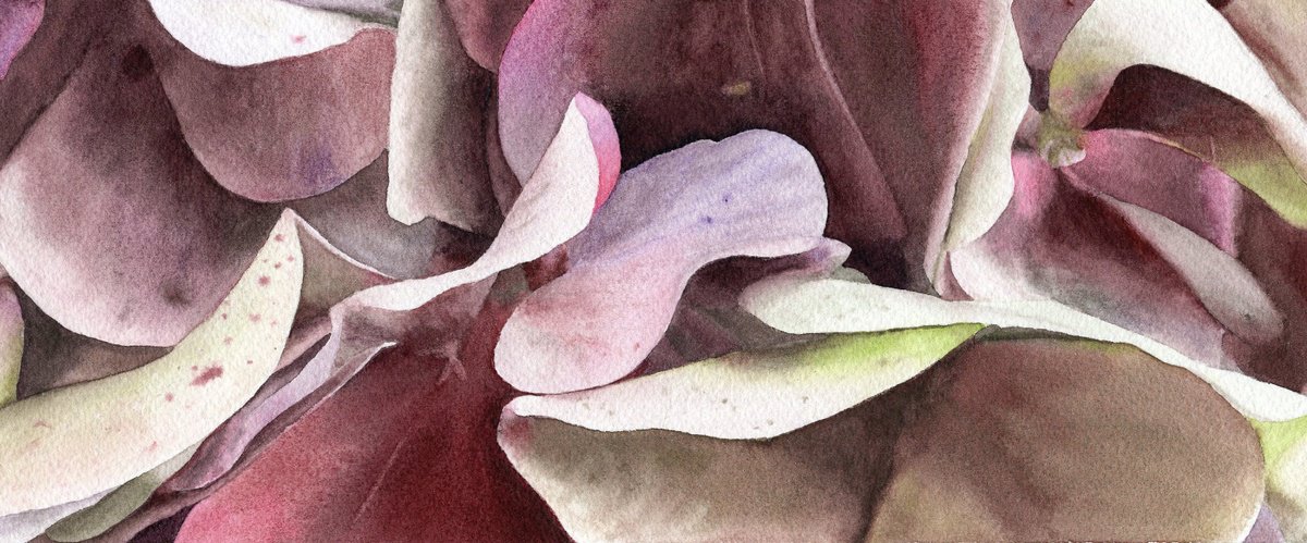 Photorealistic Botanical Watercolour By Alona Hryn, 11 X 4, Rhapsody In Petal And Hue, Original Artwork
