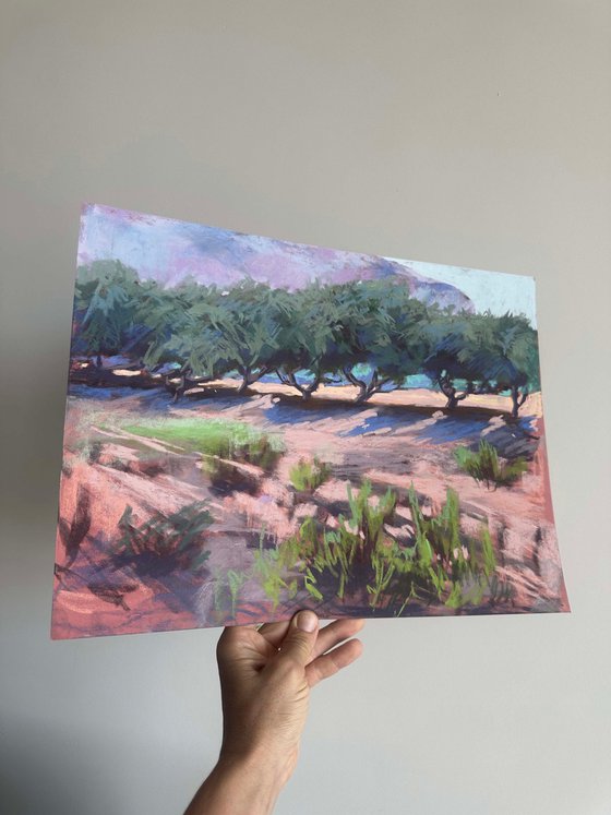 Olive trees