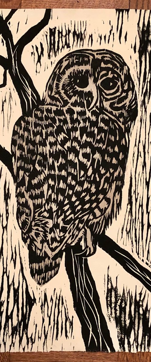 Barred Owl by Susan Cartwright