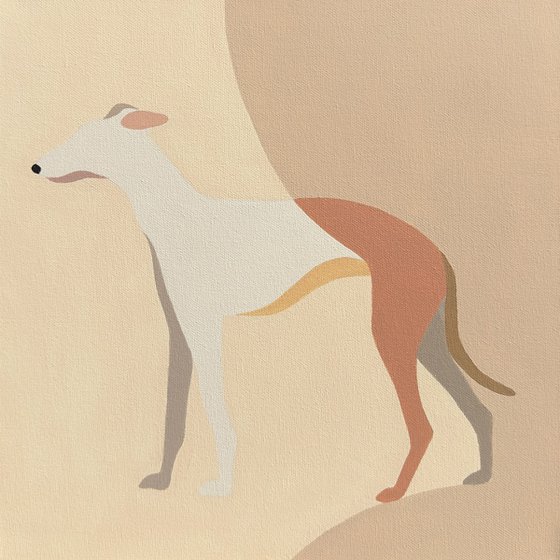 Whippet