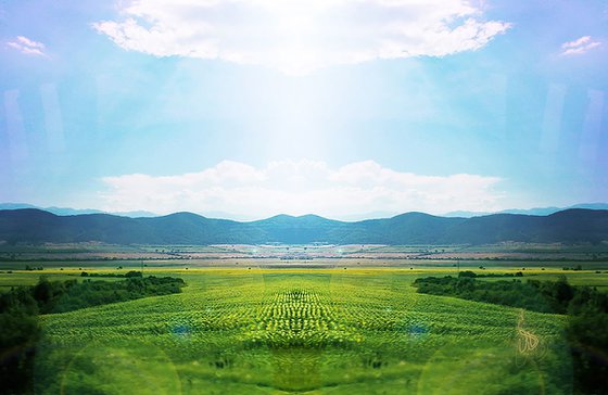 Sunflower Farm