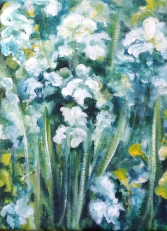"Witte Irissen"