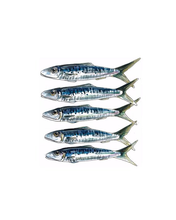 Five mackerel in a row