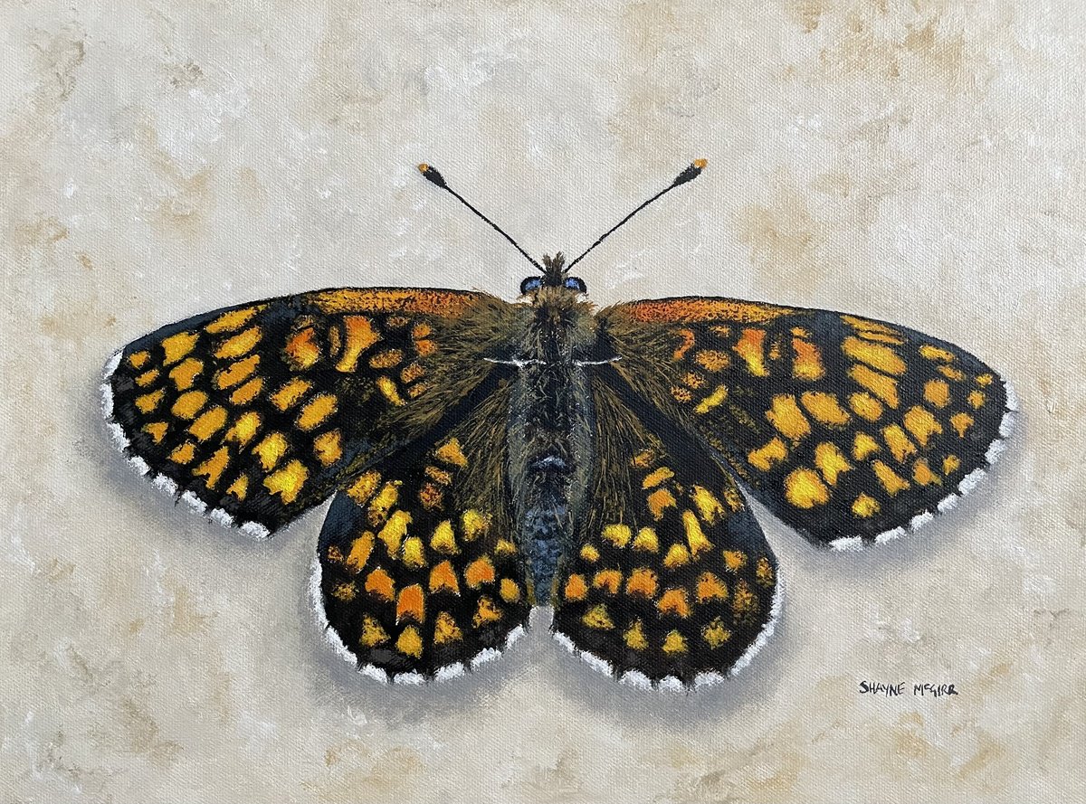 Impressionistic Animal Oil Painting By Shayne Mcgirr, 16 X 12", Heath Fritillary, Original Artwork