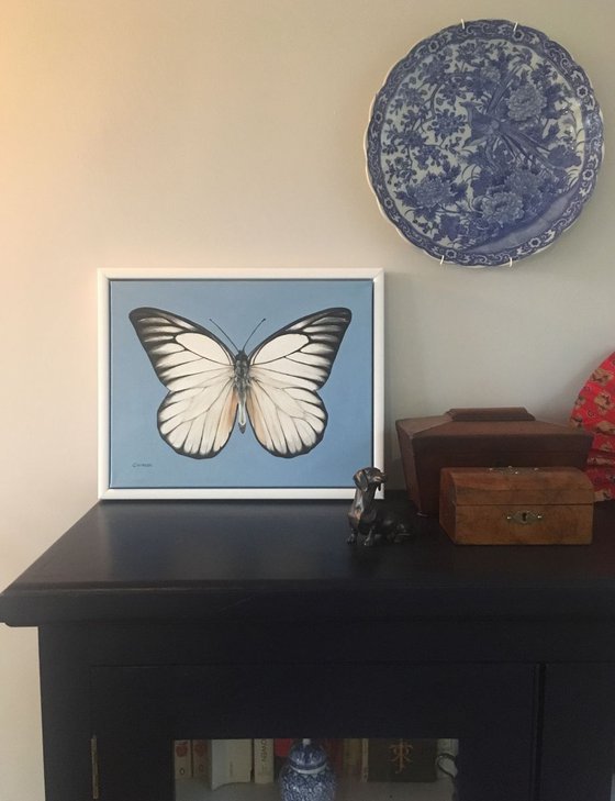 White Butterfly - Framed Oil Painting