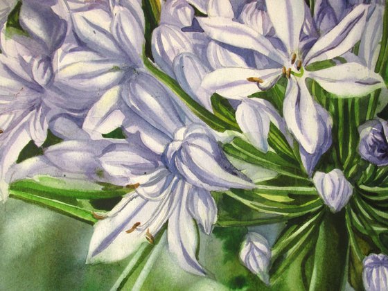 The scents of African lily