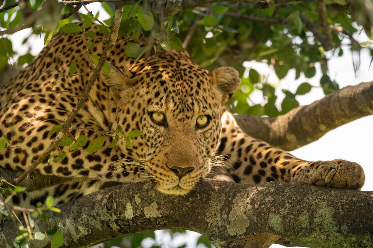 Photorealistic Animal Photograph By Nick Dale, 33 X 26", The Eyes Have It!, Original Artwork